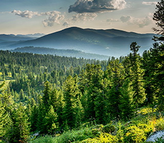 Fotografia dzikiej przyrody